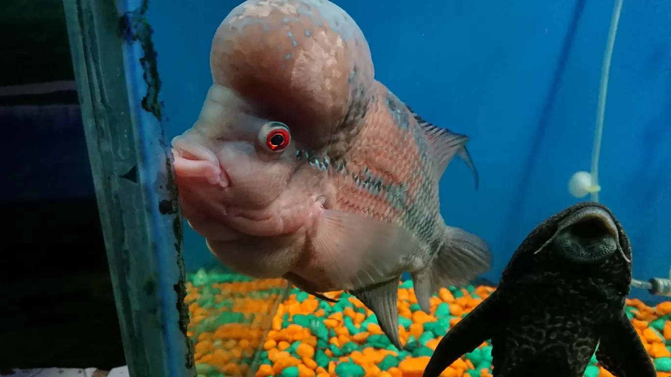 Photo of Fish Aquarium By Casual Explorer
