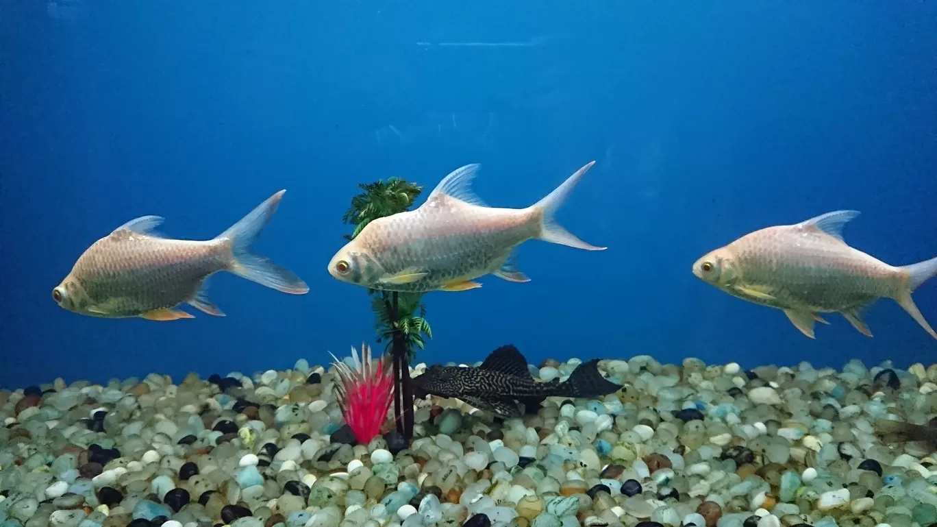 Photo of Fish Aquarium By Casual Explorer