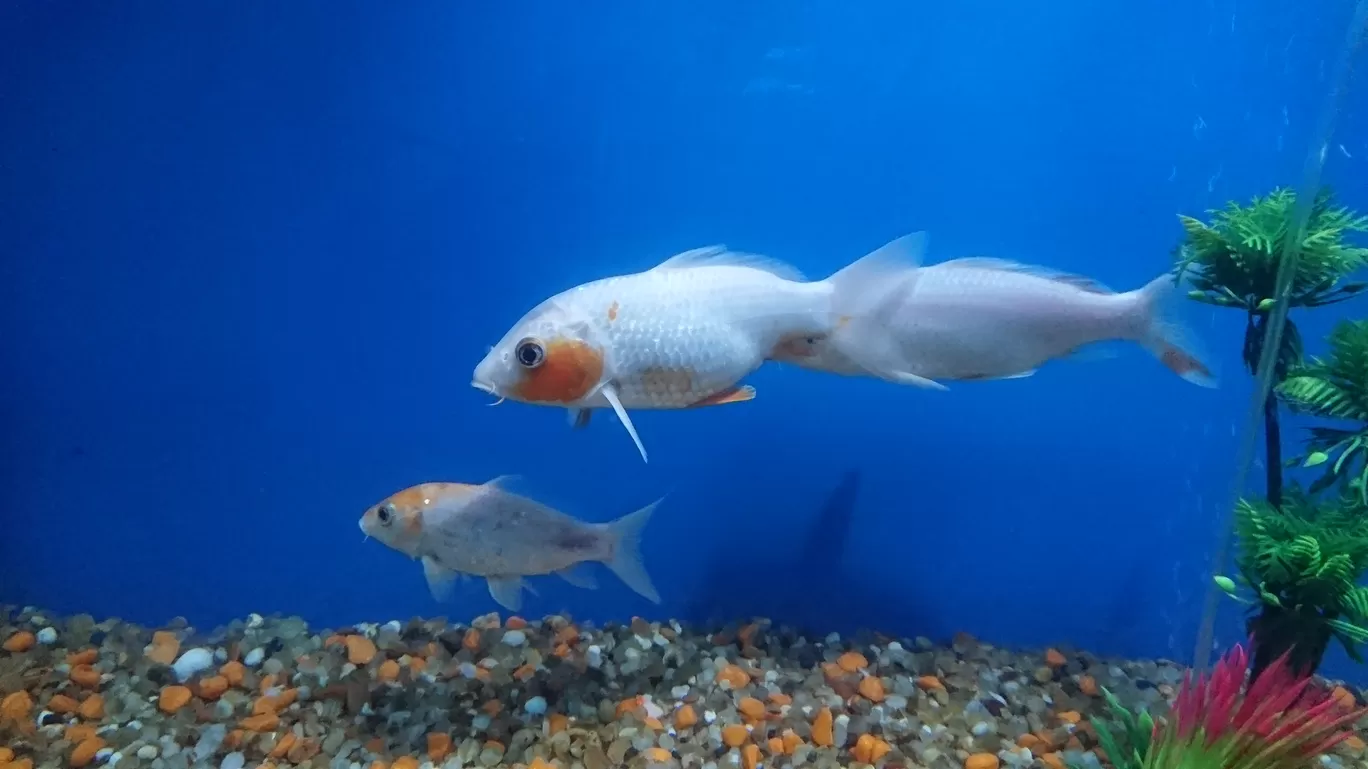 Photo of Fish Aquarium By Casual Explorer