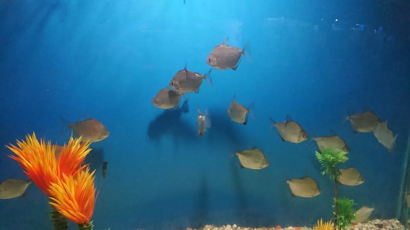 Photo of Fish Aquarium By Casual Explorer