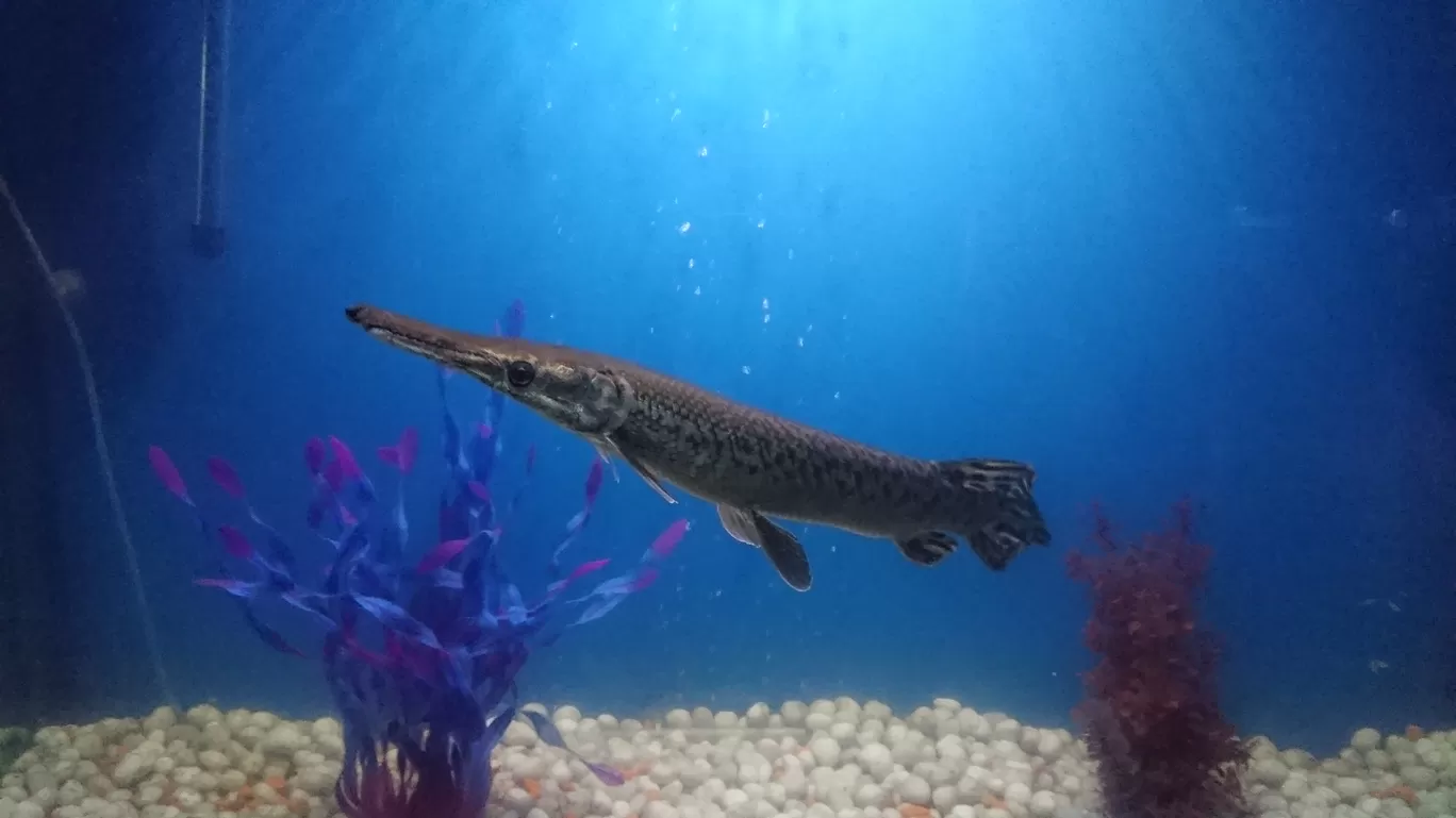 Photo of Fish Aquarium By Casual Explorer