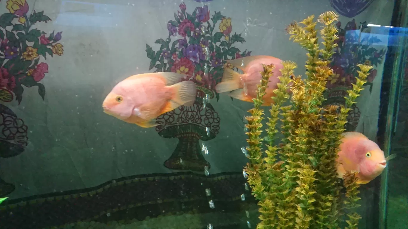 Photo of Fish Aquarium By Casual Explorer