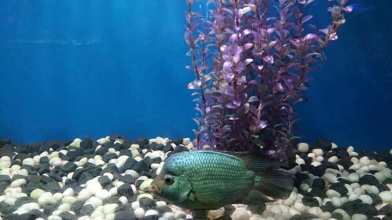 Photo of Fish Aquarium By Casual Explorer