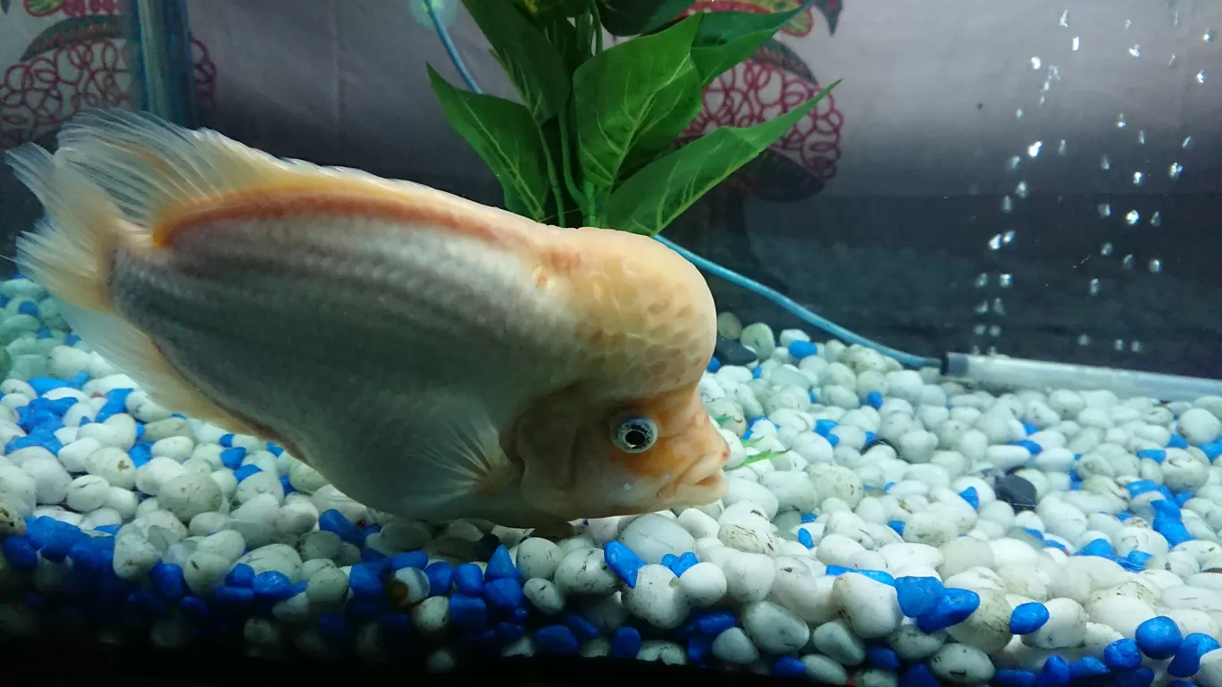Photo of Fish Aquarium By Casual Explorer