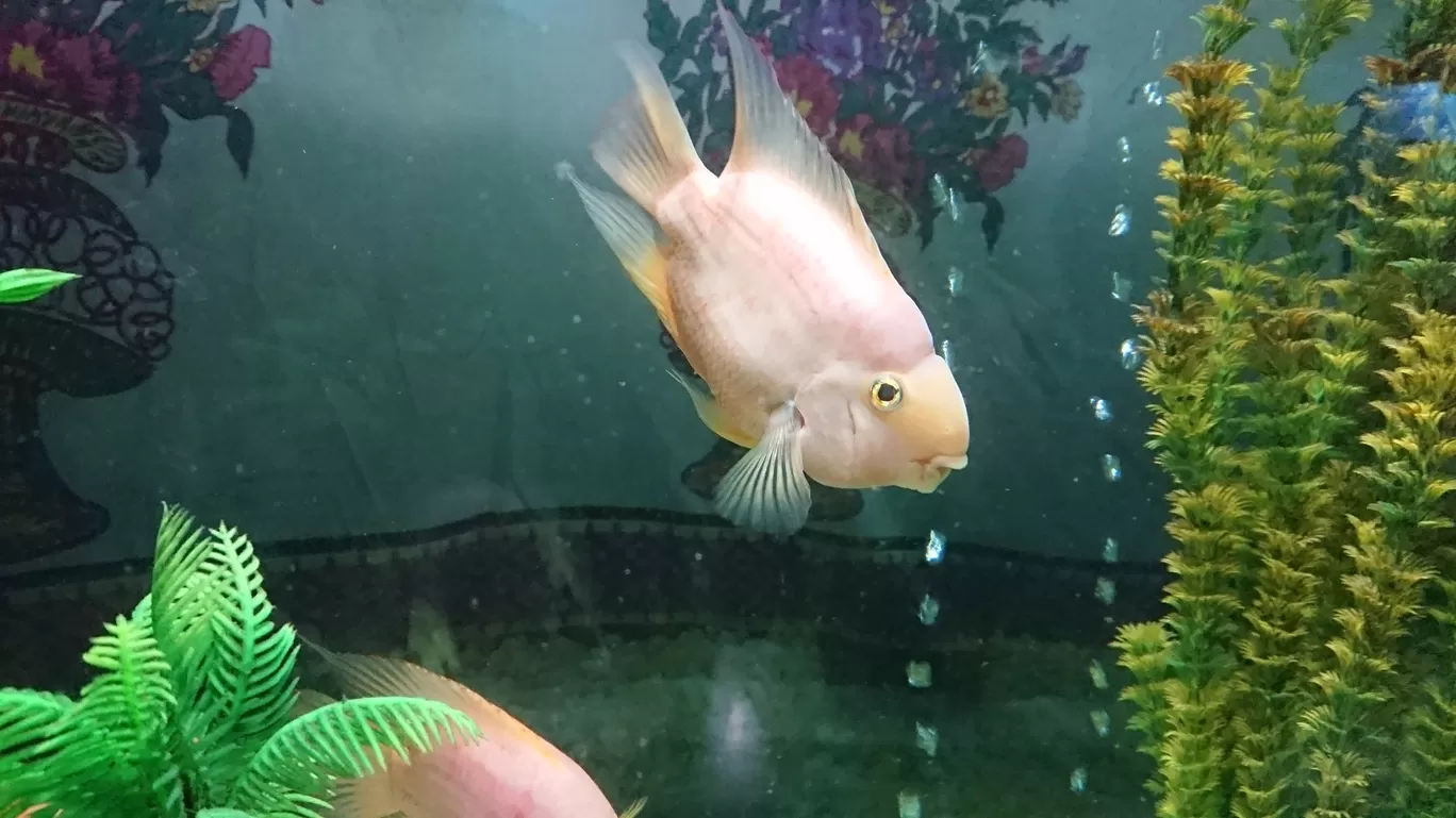 Photo of Fish Aquarium By Casual Explorer