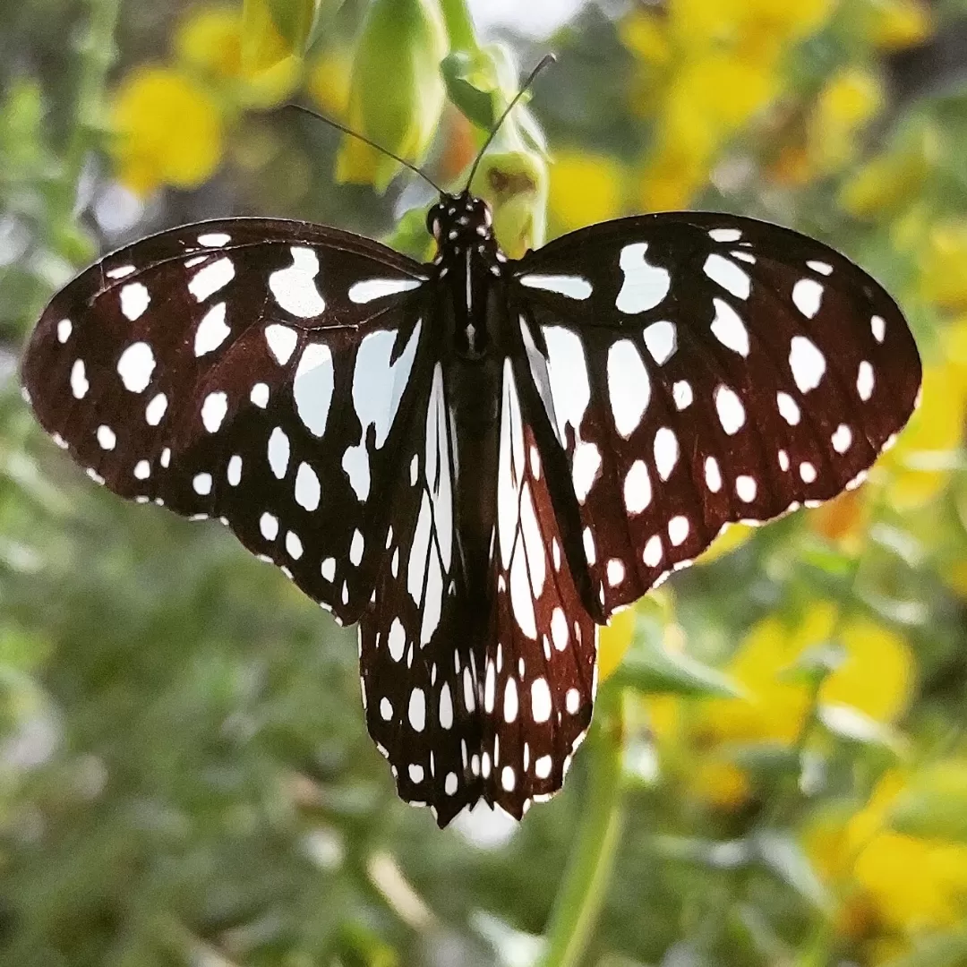 Photo of Ovala Naka By Casual Explorer