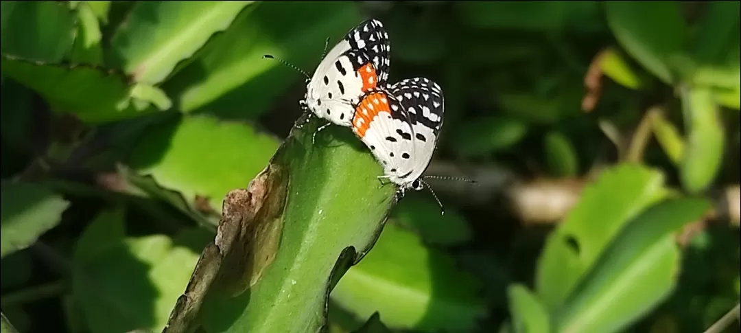 Photo of Ovala Naka By Casual Explorer