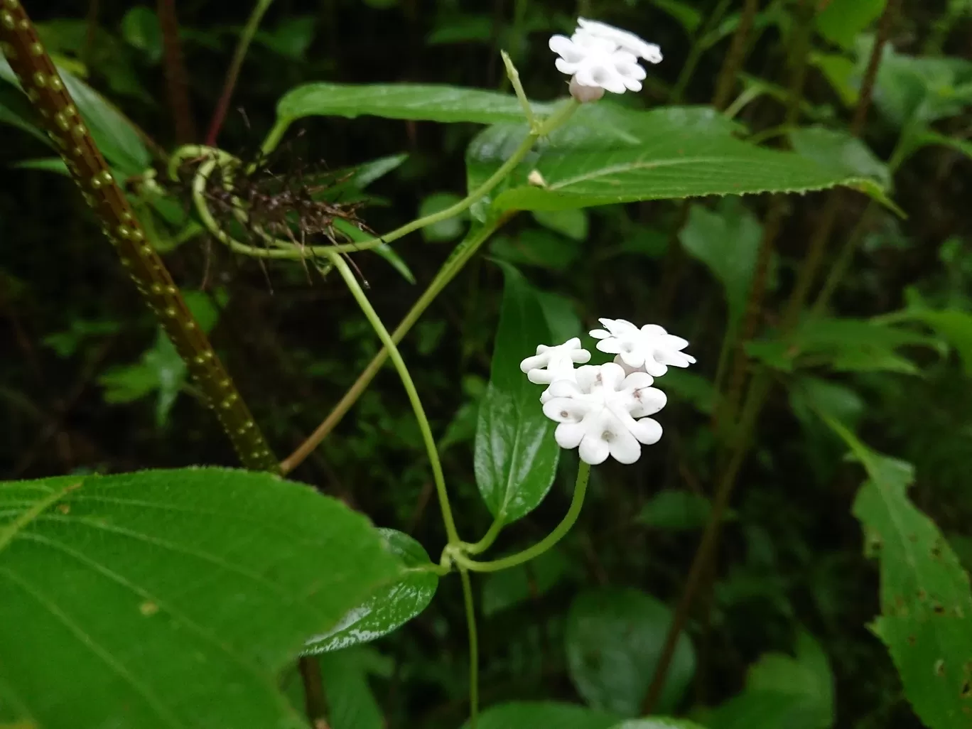 Photo of Tamhini Ghat Waterfall By Casual Explorer