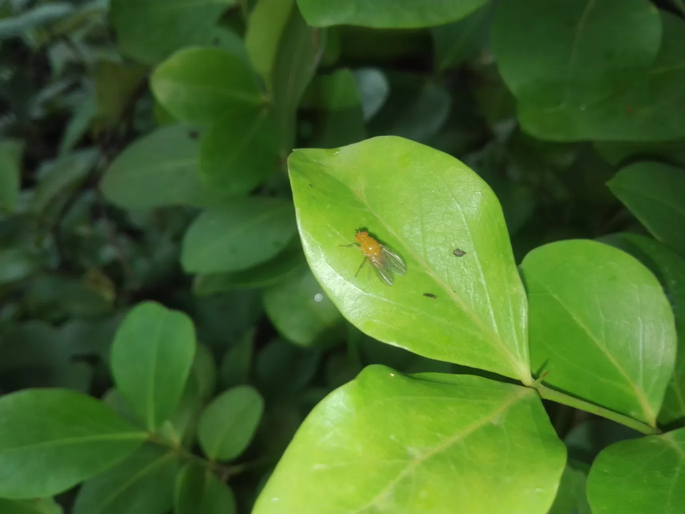 Photo of Chinchoti By Casual Explorer