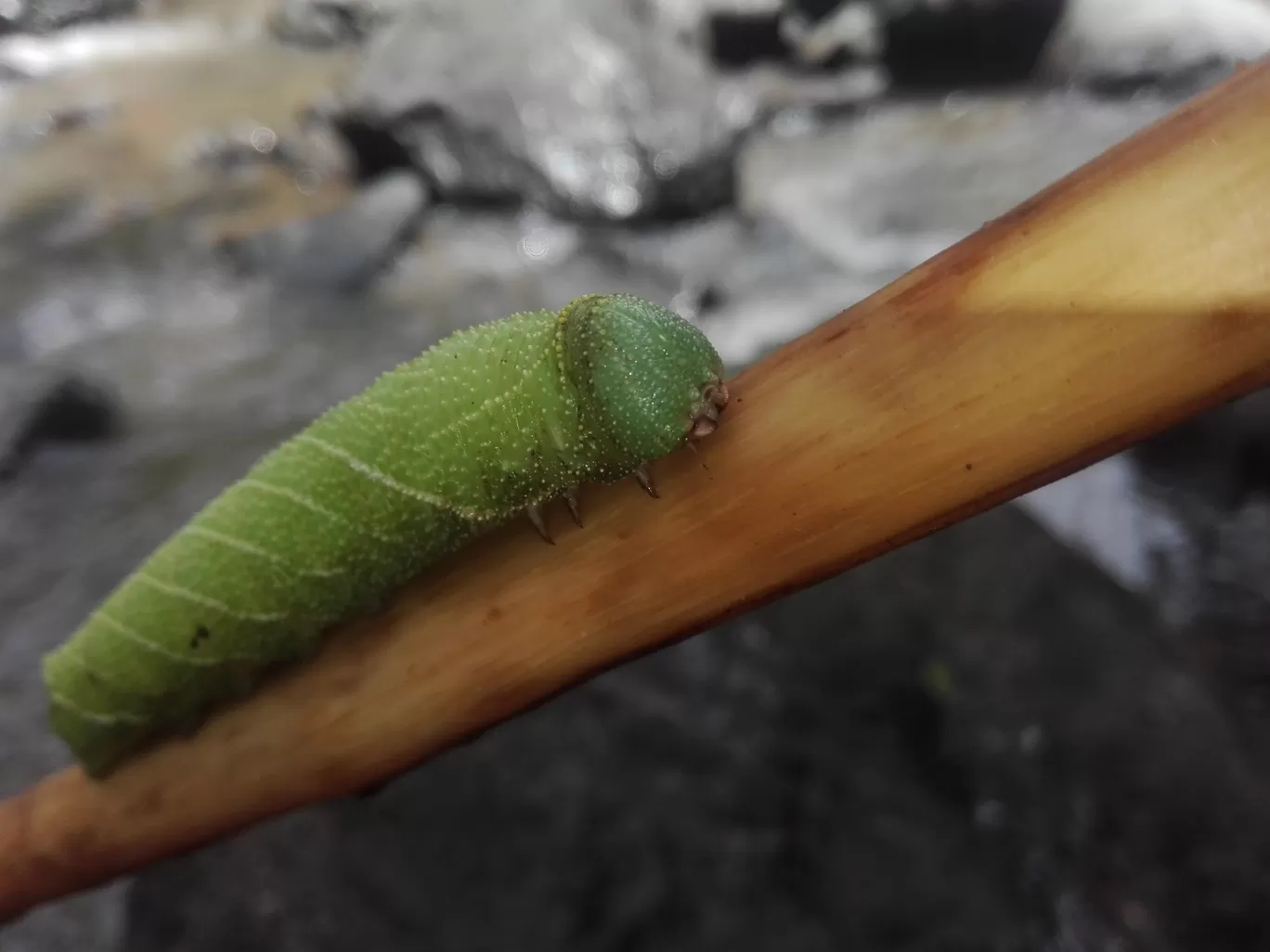 Photo of Chinchoti By Casual Explorer