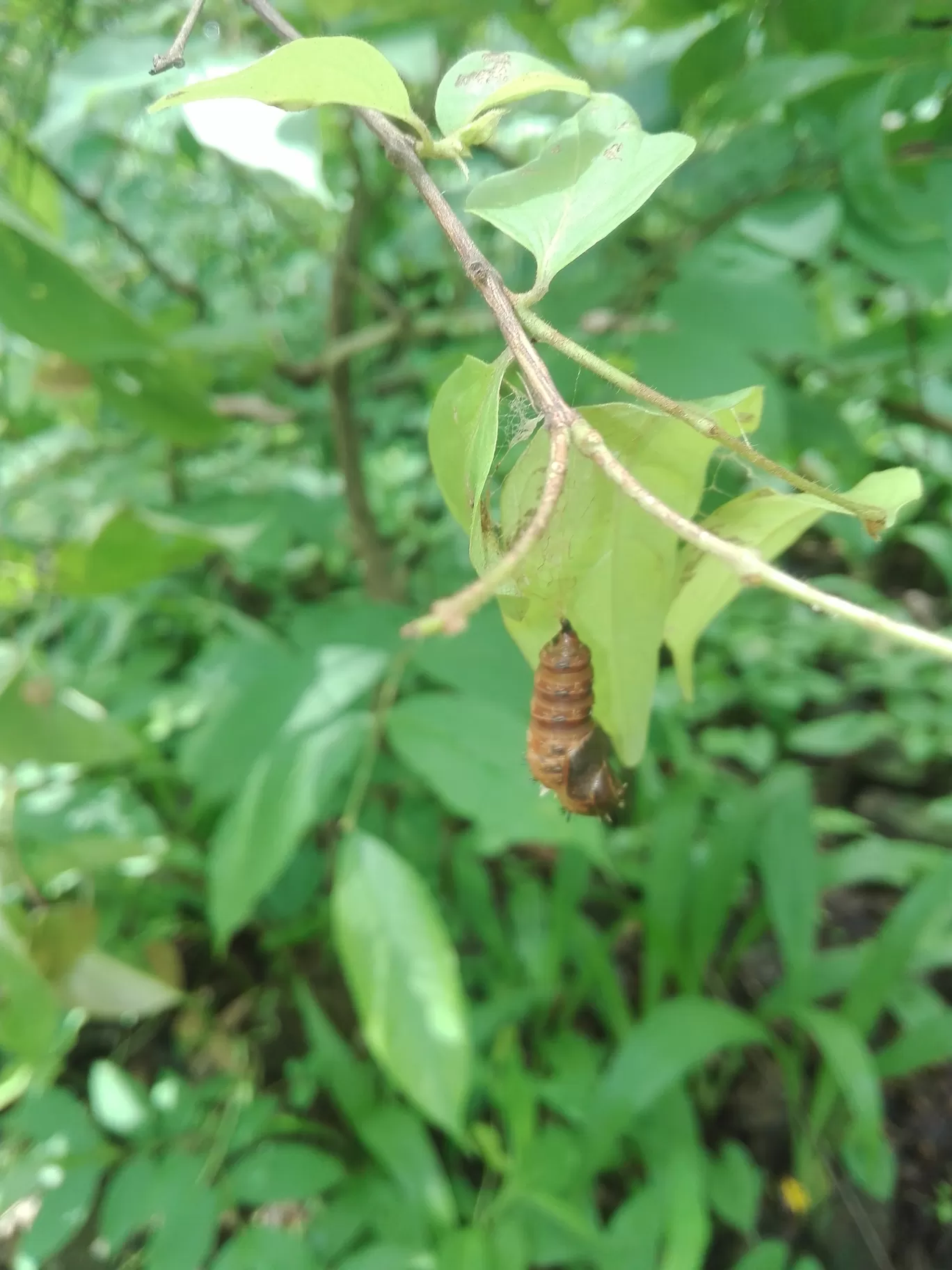 Photo of Chinchoti By Casual Explorer