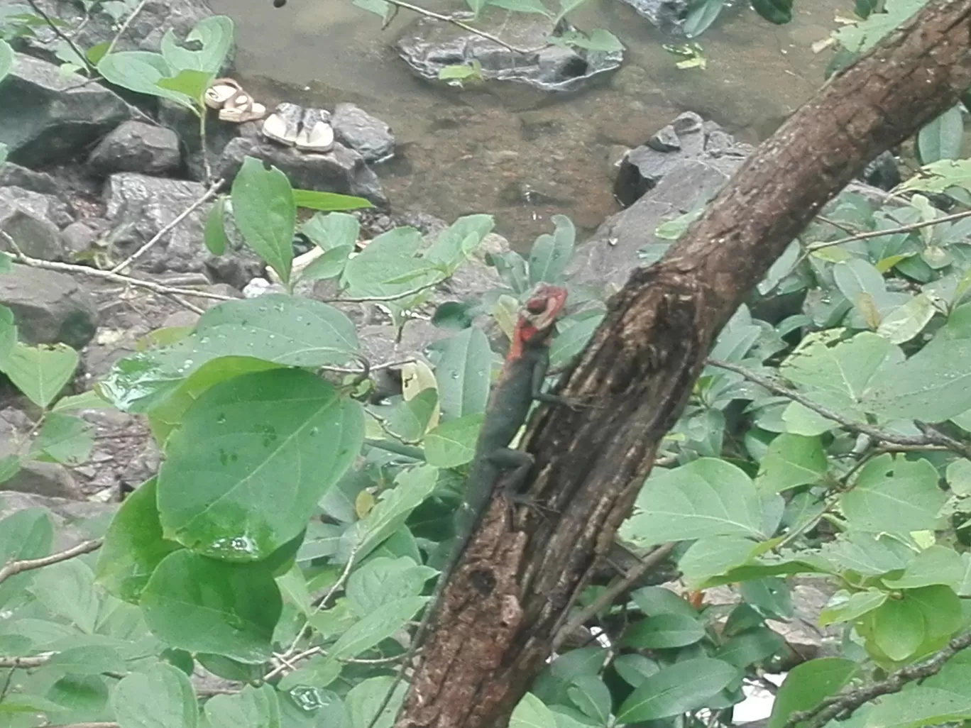 Photo of Chinchoti By Casual Explorer