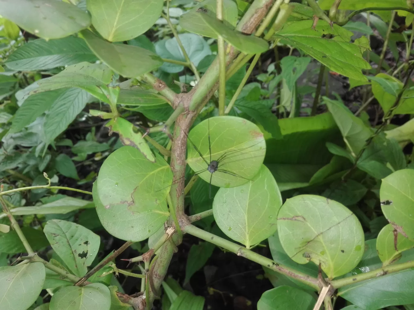 Photo of Chinchoti By Casual Explorer