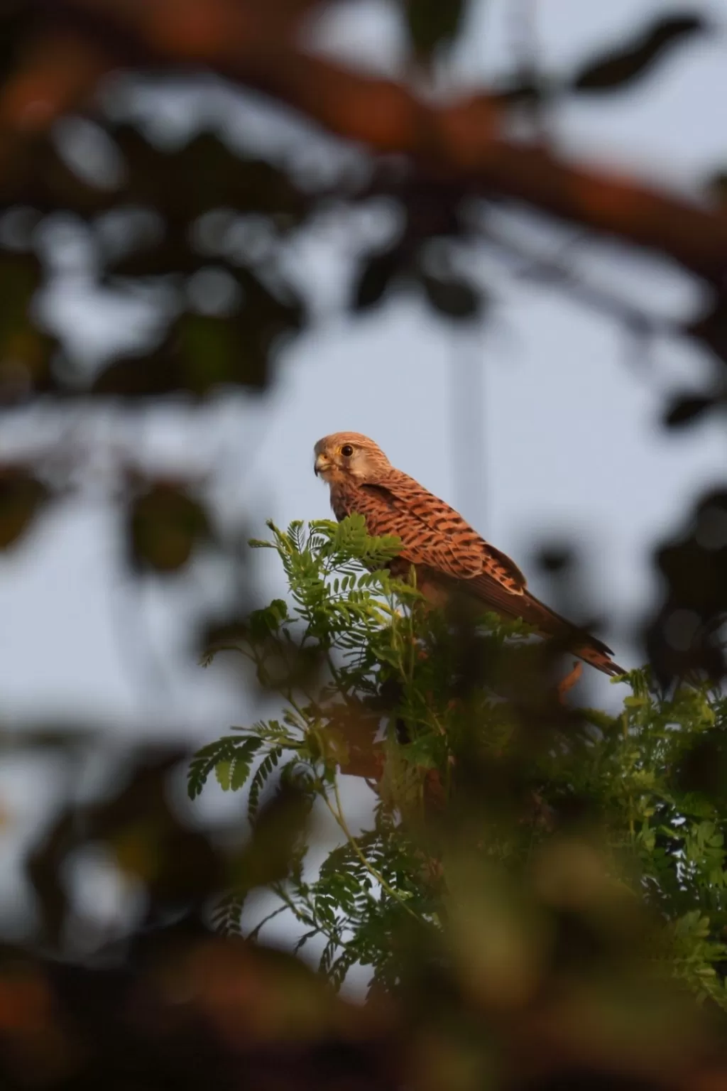 Photo of Vetal Tekdi By Nitish Agrawal