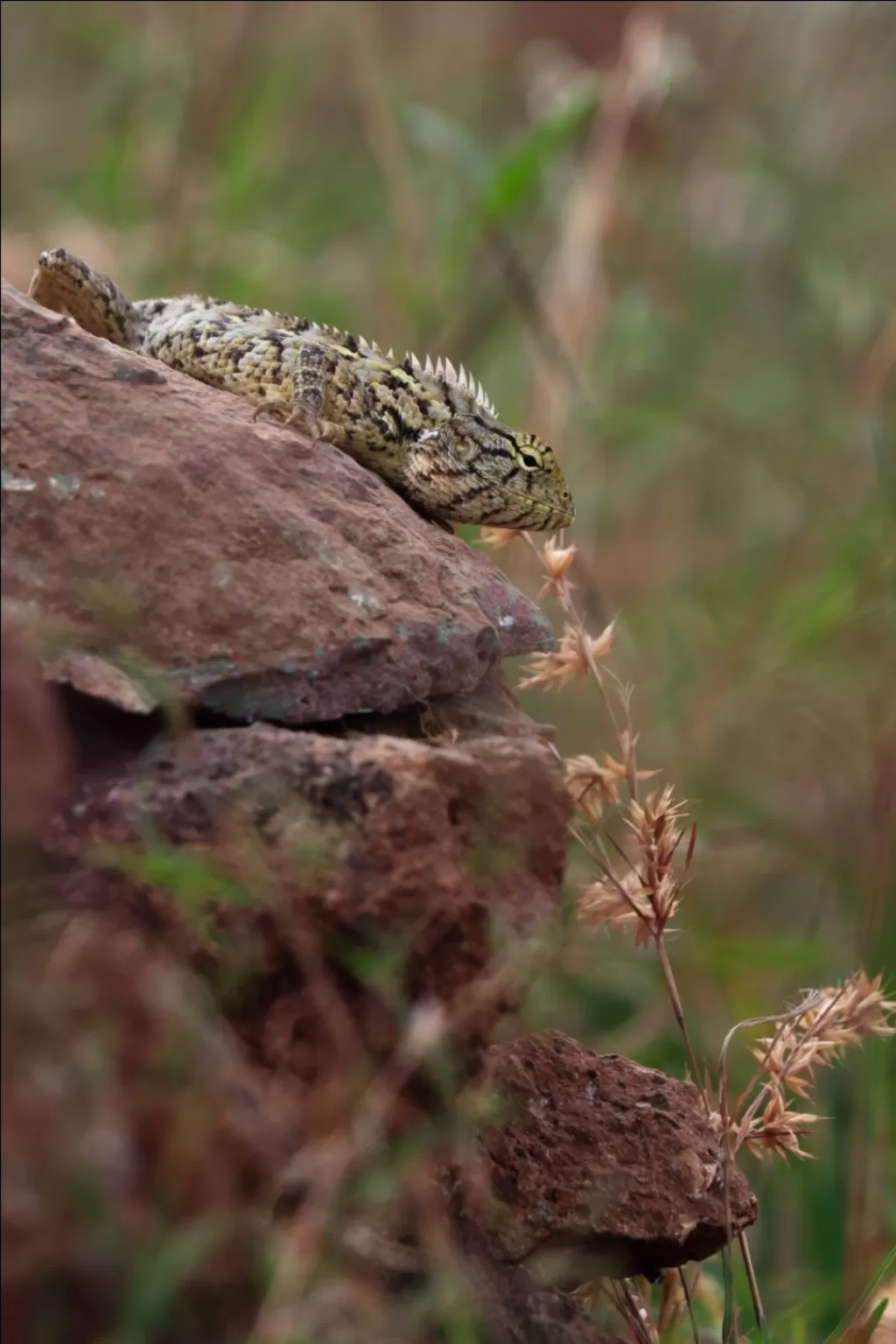 Photo of Vetal Tekdi By Nitish Agrawal