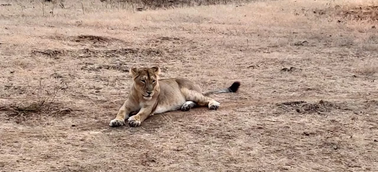 Photo of Sasan Gir By Ajay Gupta