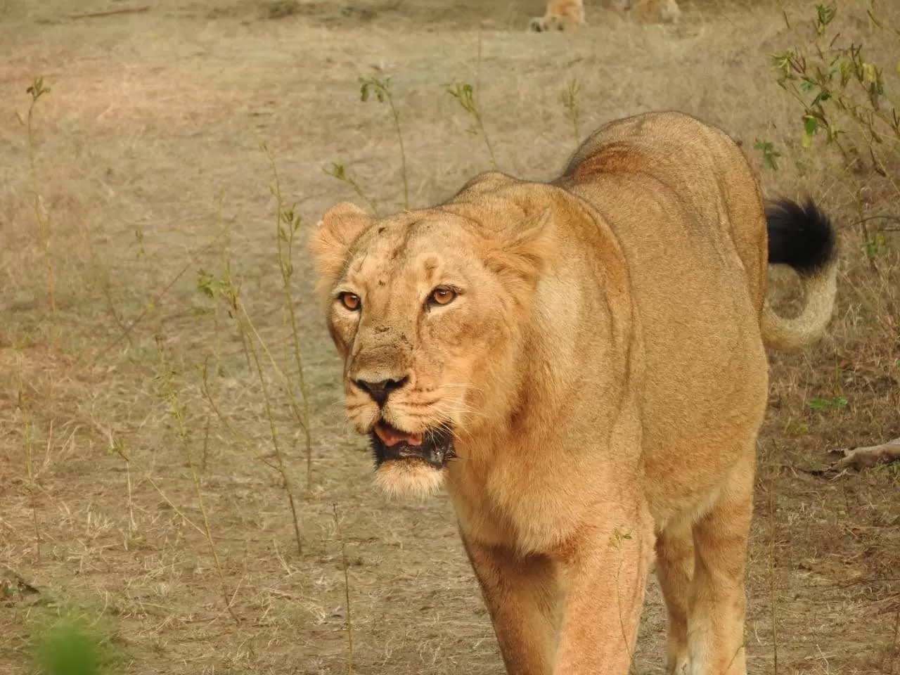 Photo of Sasan Gir By Ajay Gupta