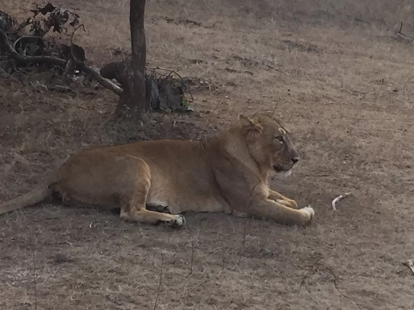 Photo of Sasan Gir By Ajay Gupta