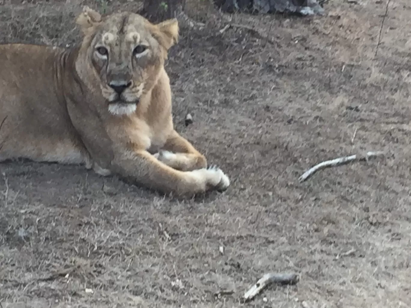 Photo of Sasan Gir By Ajay Gupta