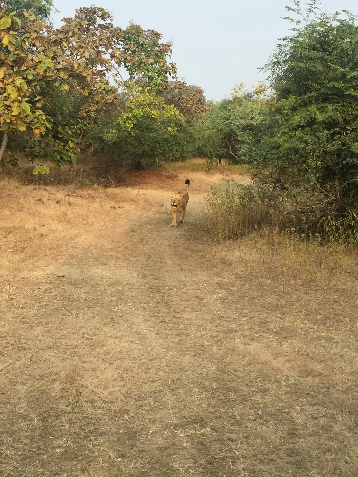 Photo of Sasan Gir By Ajay Gupta