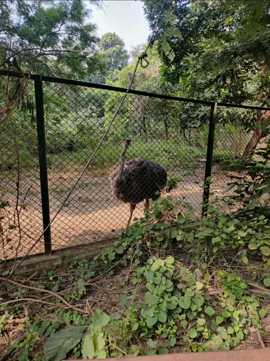 Photo of Lucknow zoo By Uttam Kumar