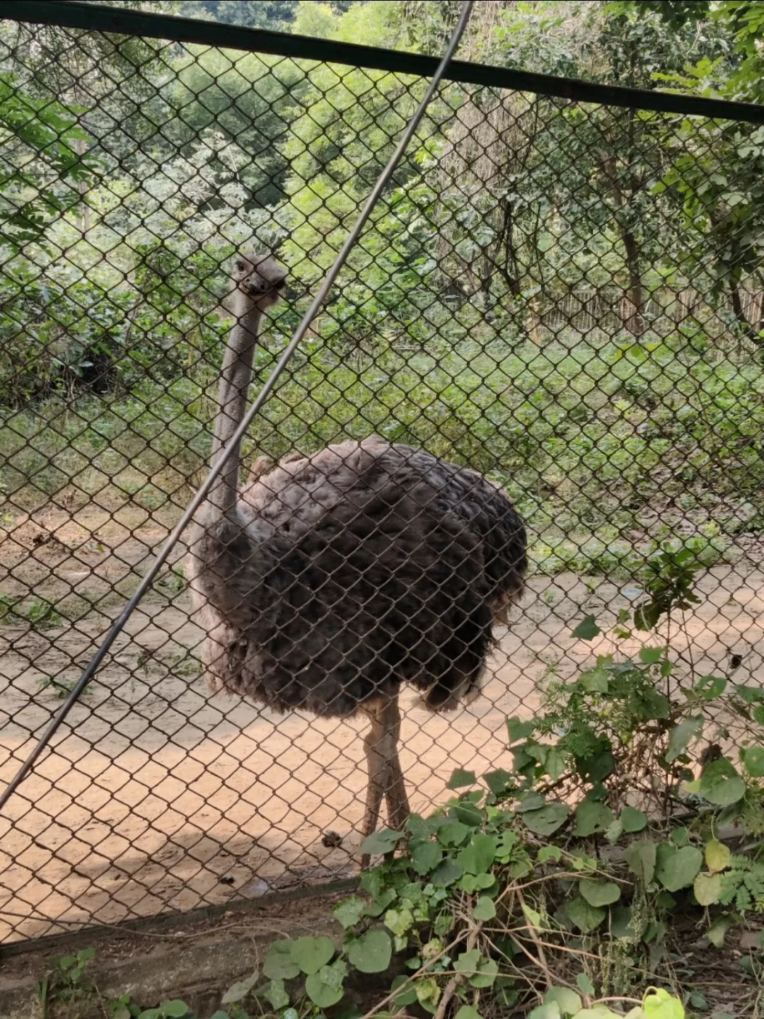 Photo of Lucknow zoo By Uttam Kumar
