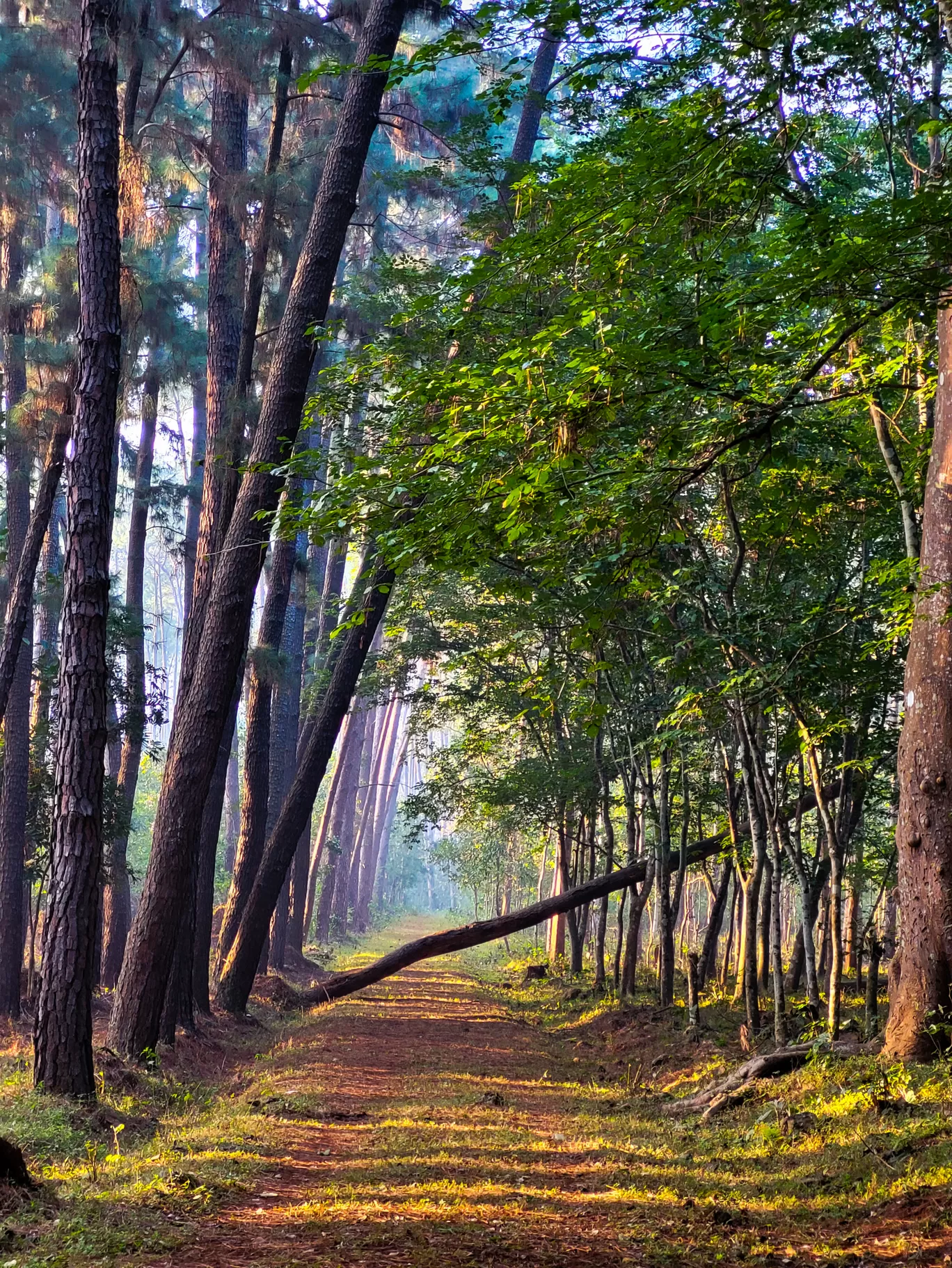 Photo of Odisha By Sruti Patnaik