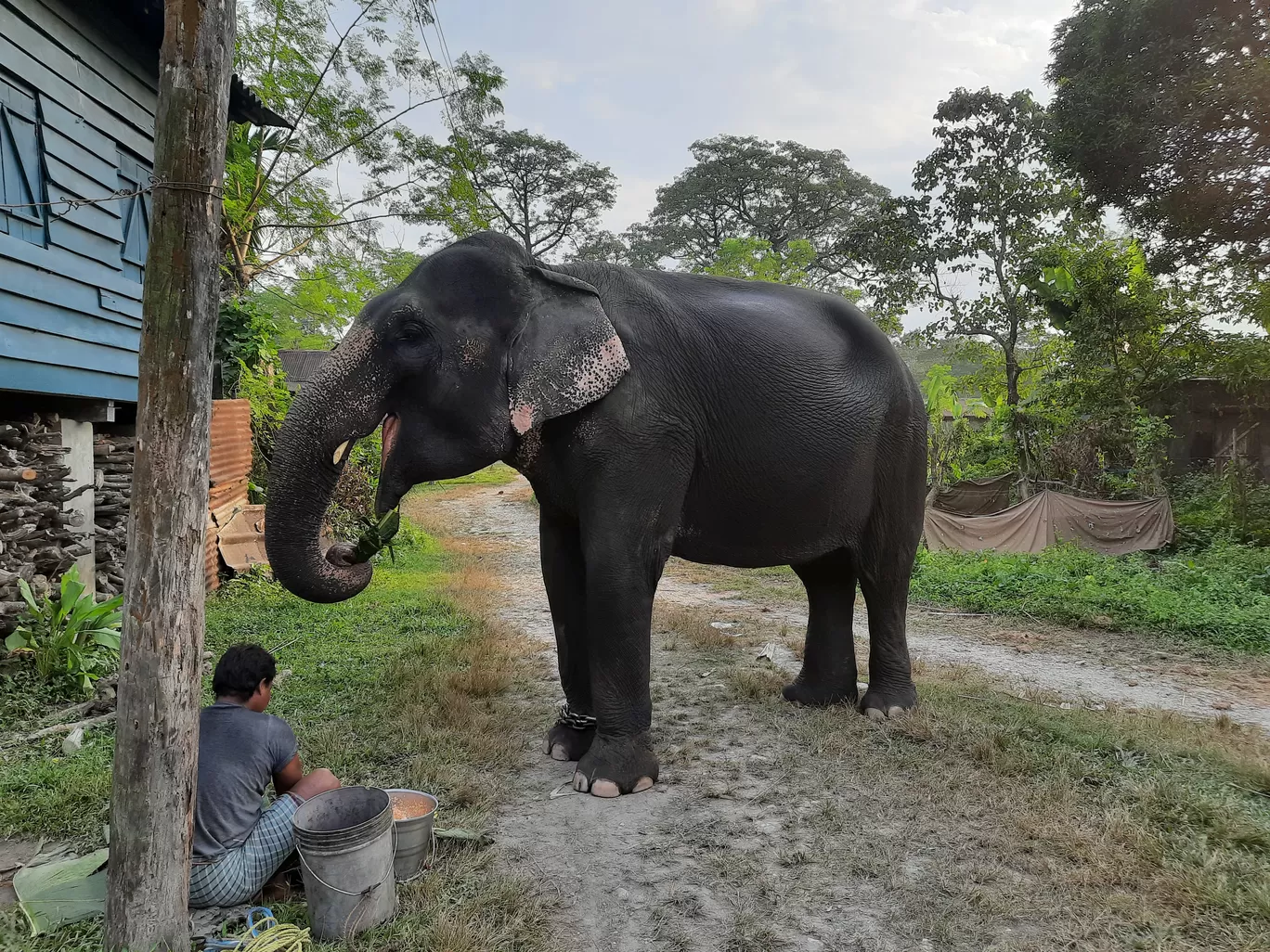 Photo of Jaldapara National Park By A C SAROJ