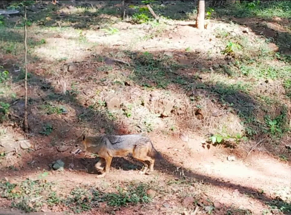 Photo of Bondla Wildlife Sanctuary By Sonali Panagale