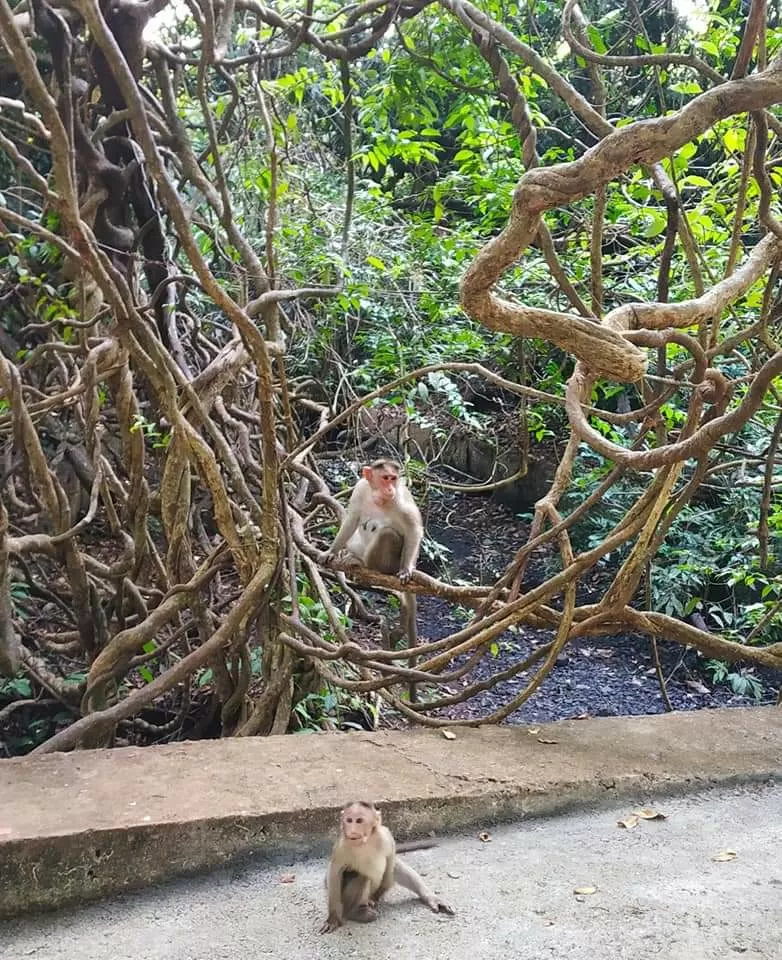 Photo of Bondla Wildlife Sanctuary By Sonali Panagale