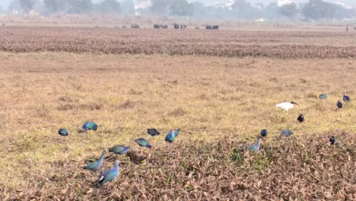 Photo of Dhanauri Wetlands By Urmi D