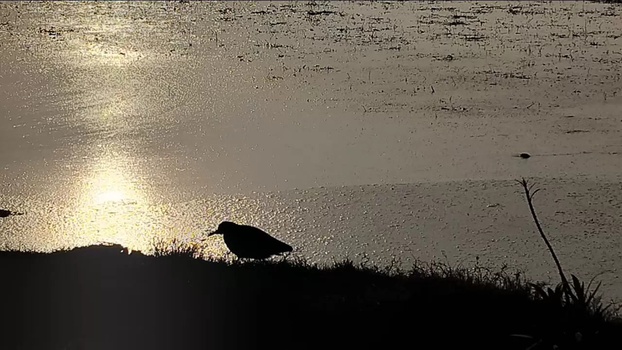 Photo of Dhanauri Wetlands By Urmi D