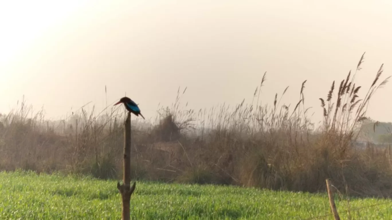 Photo of Dhanauri Wetlands By Urmi D