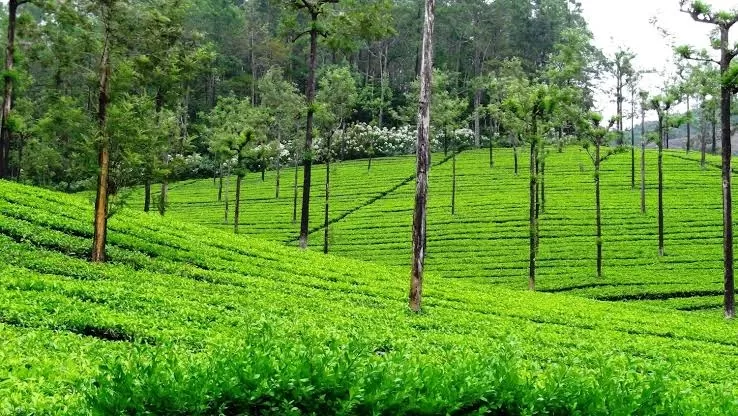Photo of Valparai By Vasagan Swamy