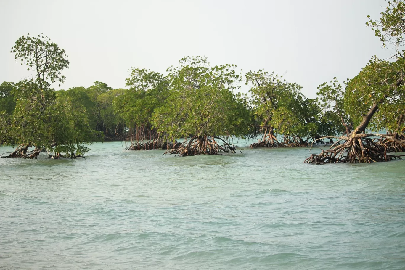 Photo of Neill Island By TravelTalesWithLisha