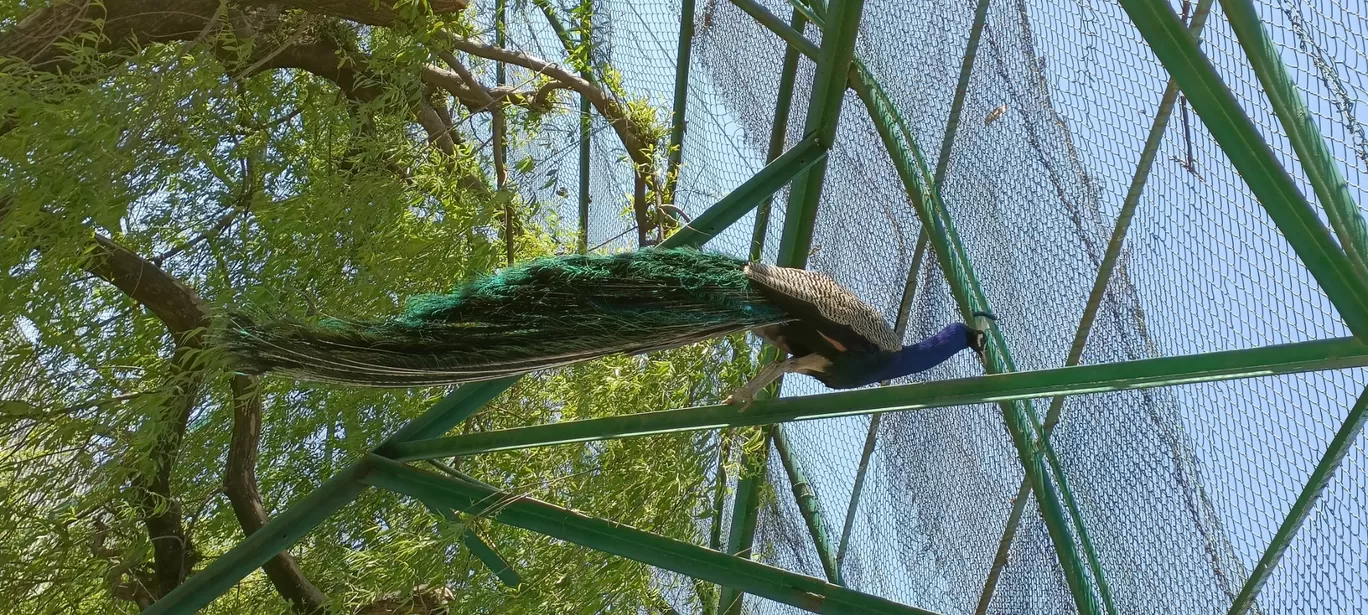 Photo of Himalayan Bird Park By Daud Akhter