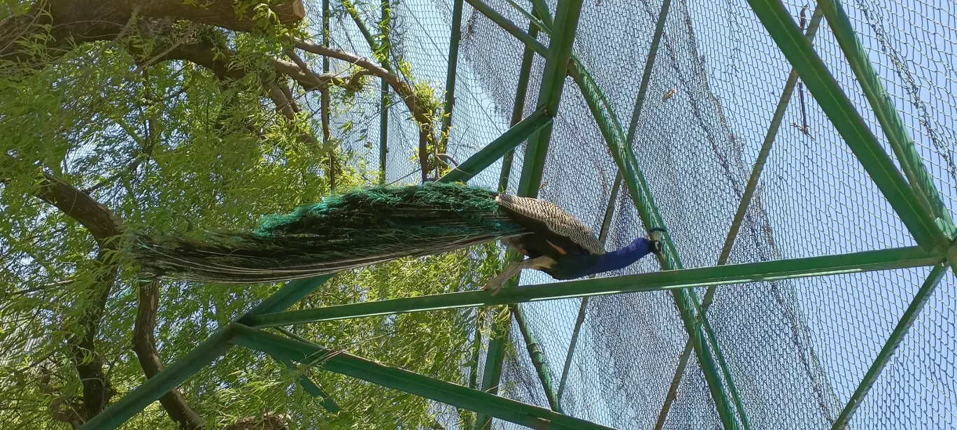 Photo of Himalayan Bird Park By Daud Akhter