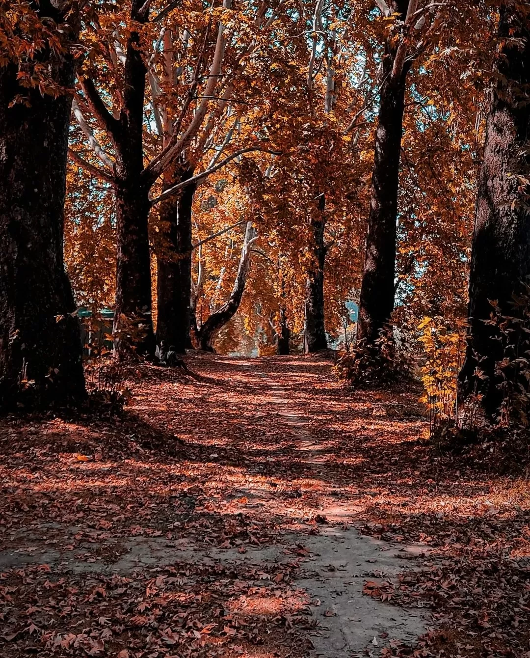 Photo of Nishat Bagh By Shareyar Ayoub 