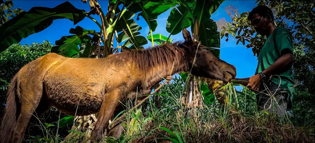 Photo of Kakiriguma By Sudeept Kumar Singh