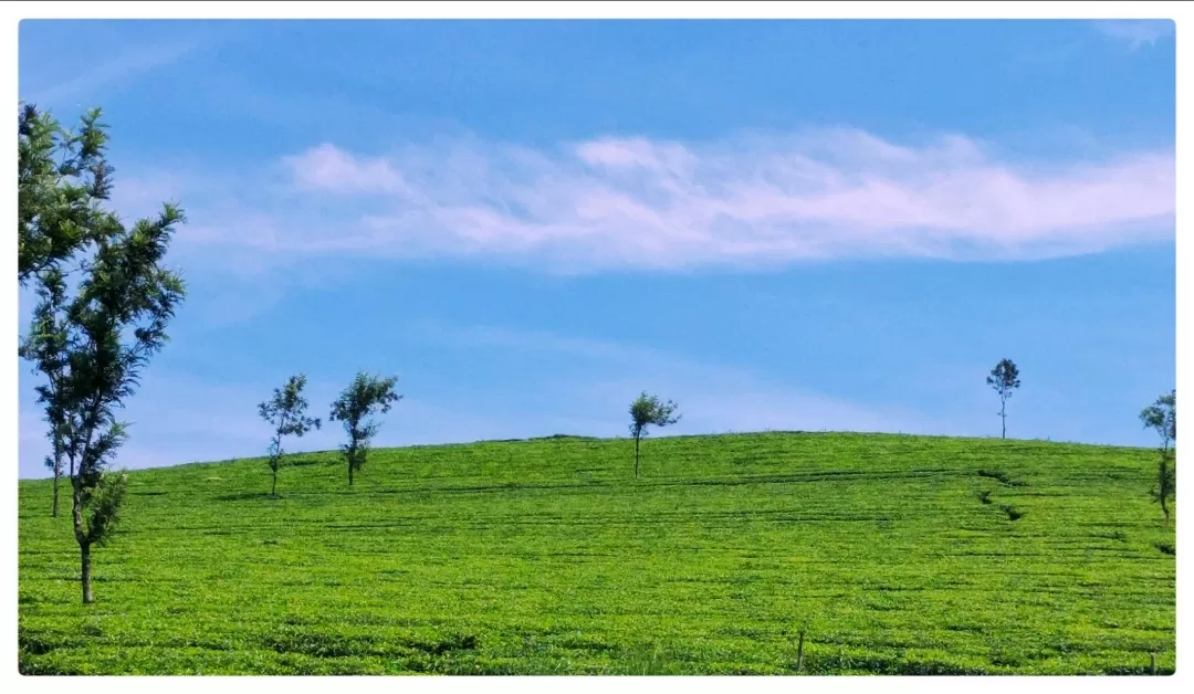 Photo of Munnar By moket wanderer