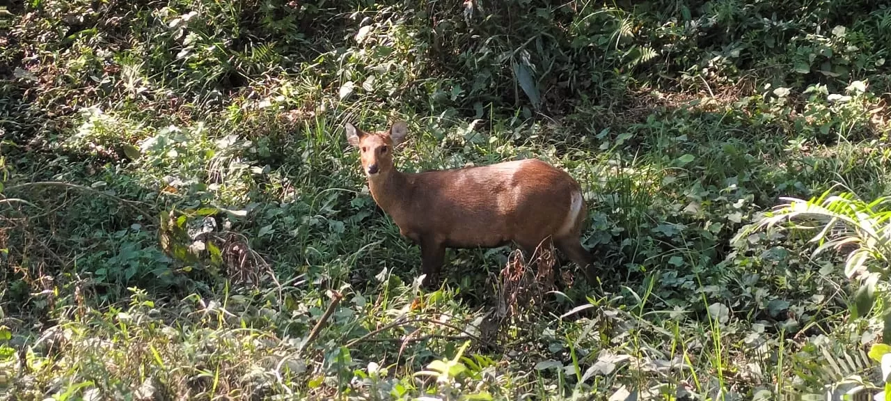 Photo of Kaziranga National Park By Discover Activities