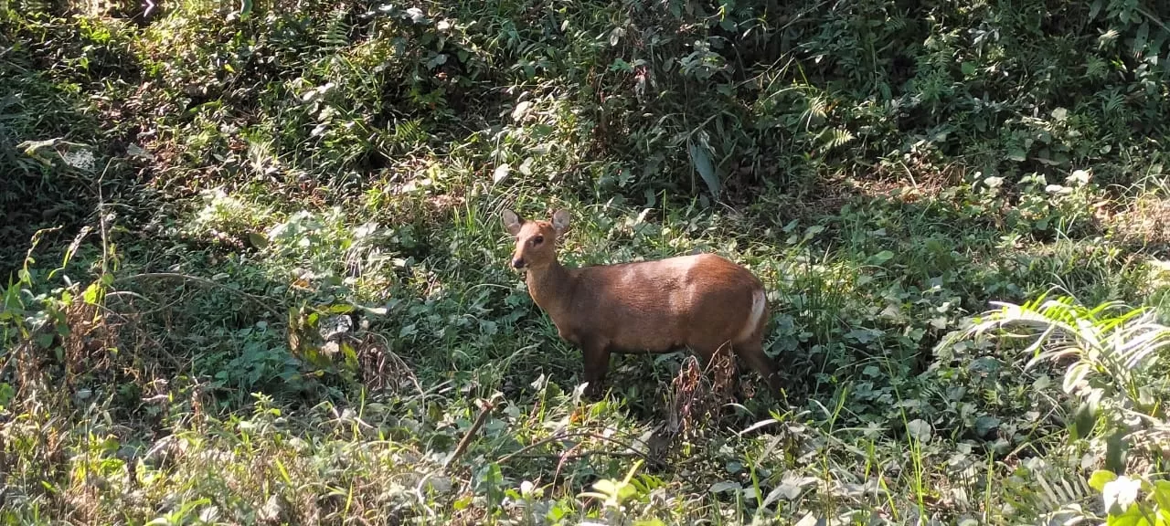 Photo of Kaziranga National Park By Discover Activities