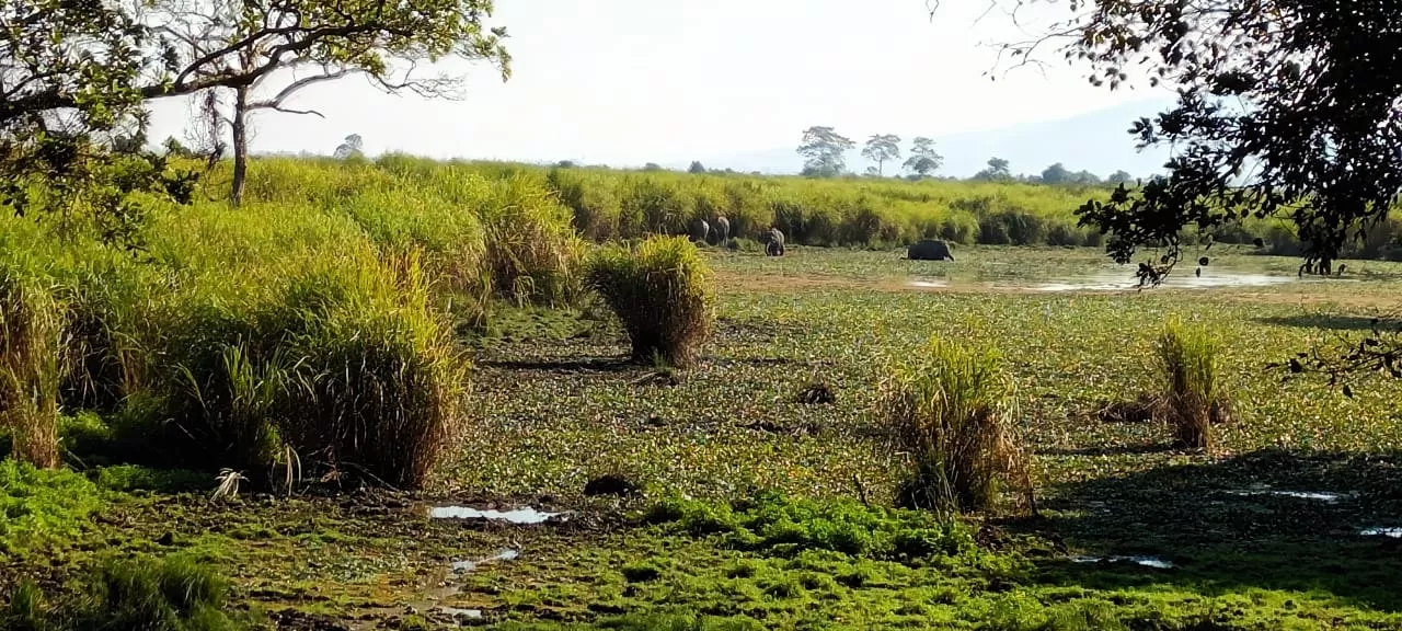 Photo of Kaziranga National Park By Discover Activities