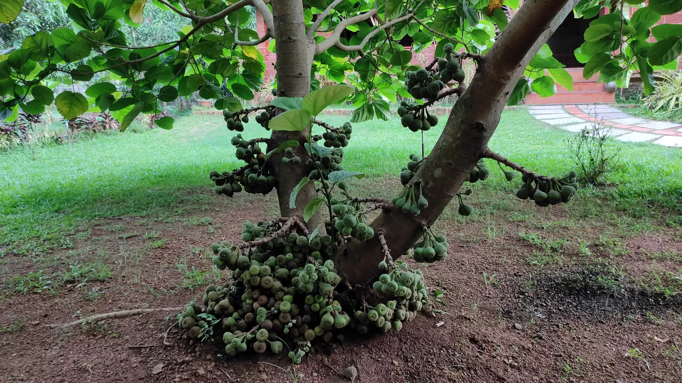 Photo of Thrissur By Sandhyaa V.