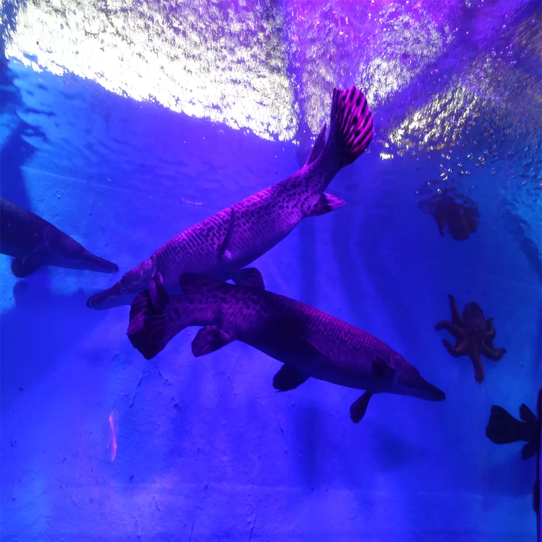 Photo of Lokaranjan Aqua World Underwater Zone By Sandhyaa V.