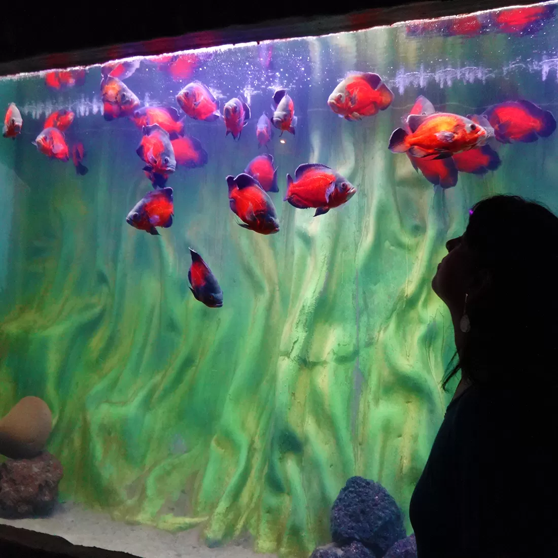 Photo of Lokaranjan Aqua World Underwater Zone By Sandhyaa V.