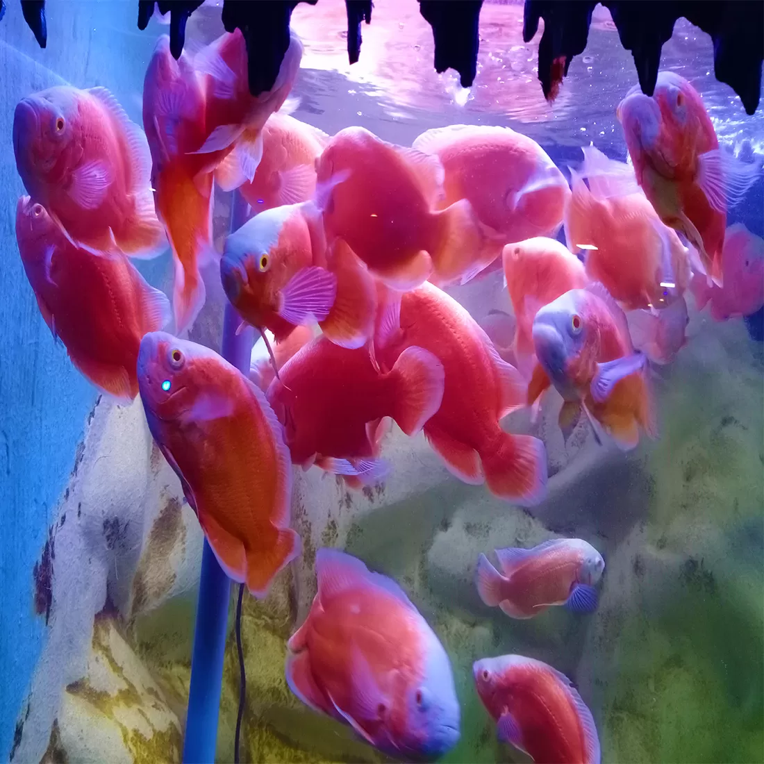Photo of Lokaranjan Aqua World Underwater Zone By Sandhyaa V.