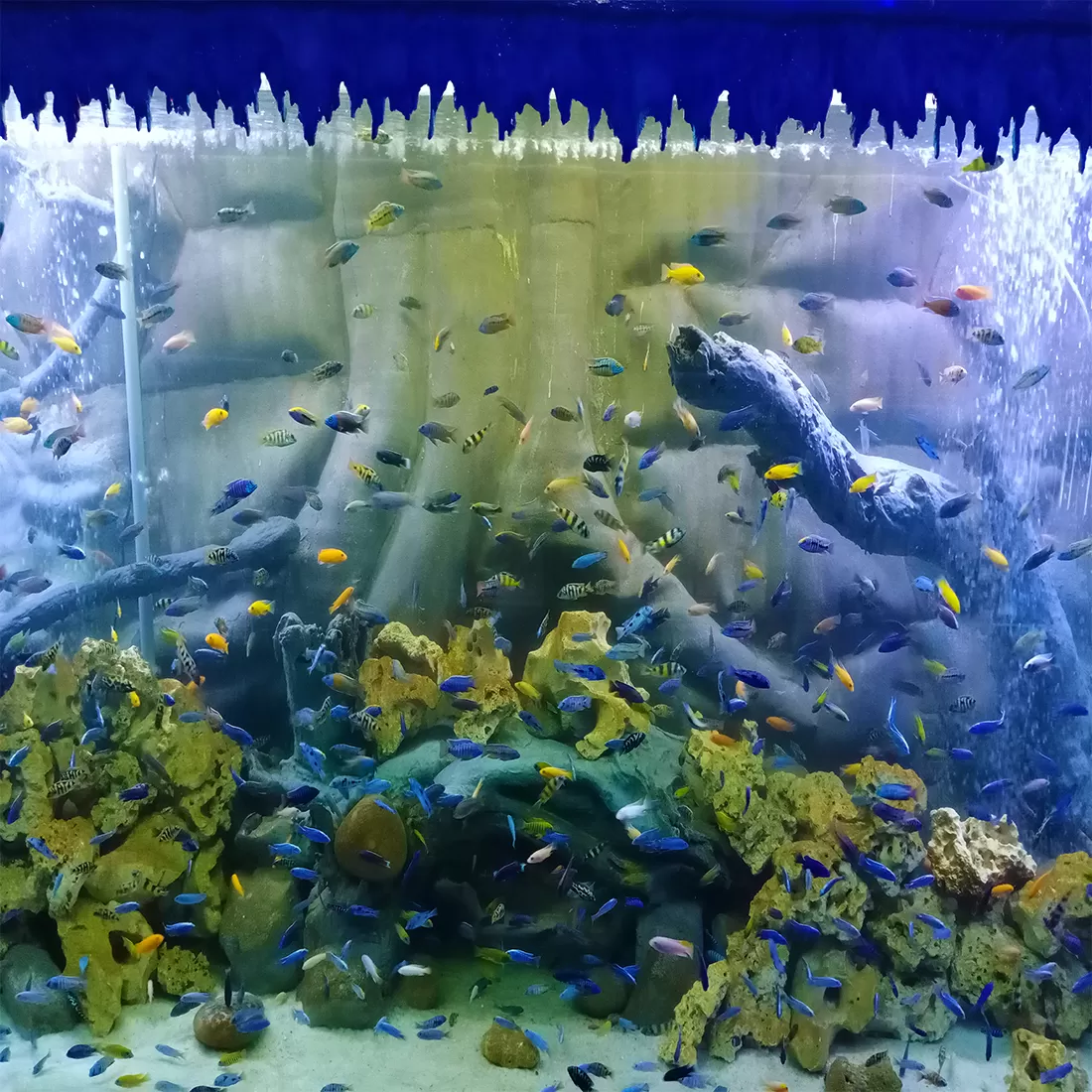 Photo of Lokaranjan Aqua World Underwater Zone By Sandhyaa V.