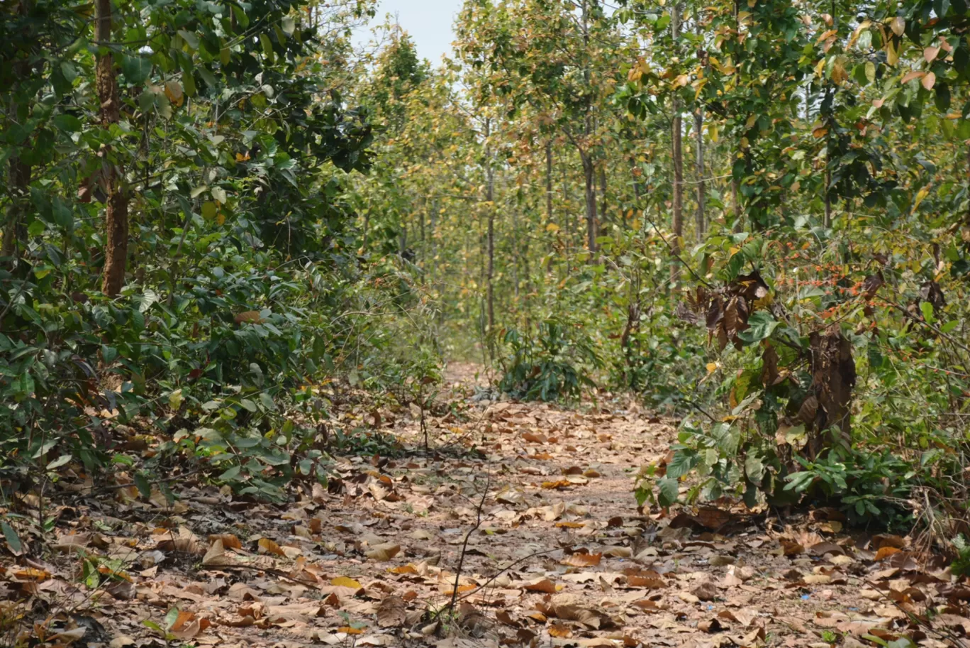 Photo of Bankura By sahendra man singh