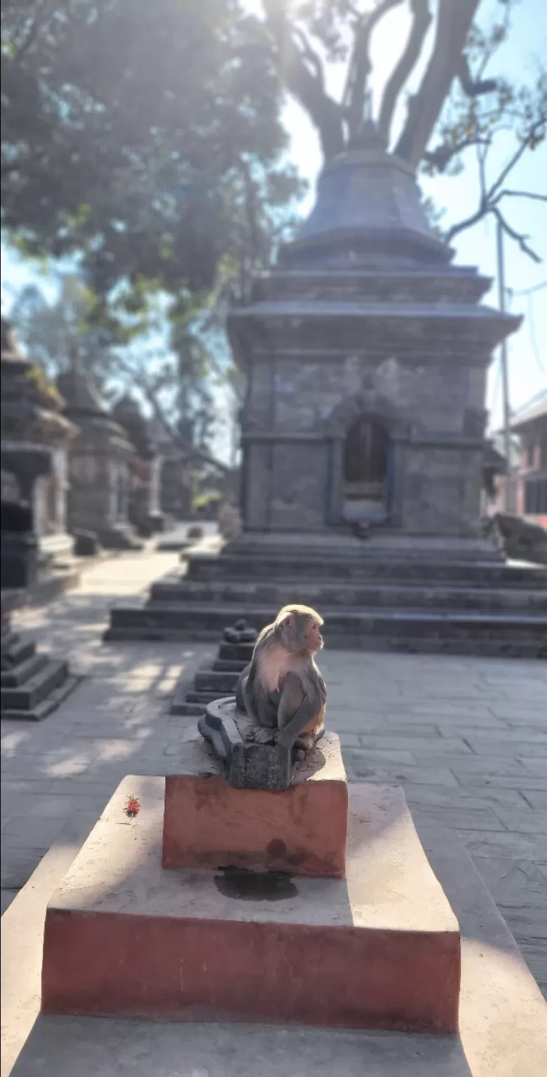 Photo of Pashupatinath Temple By sahendra man singh